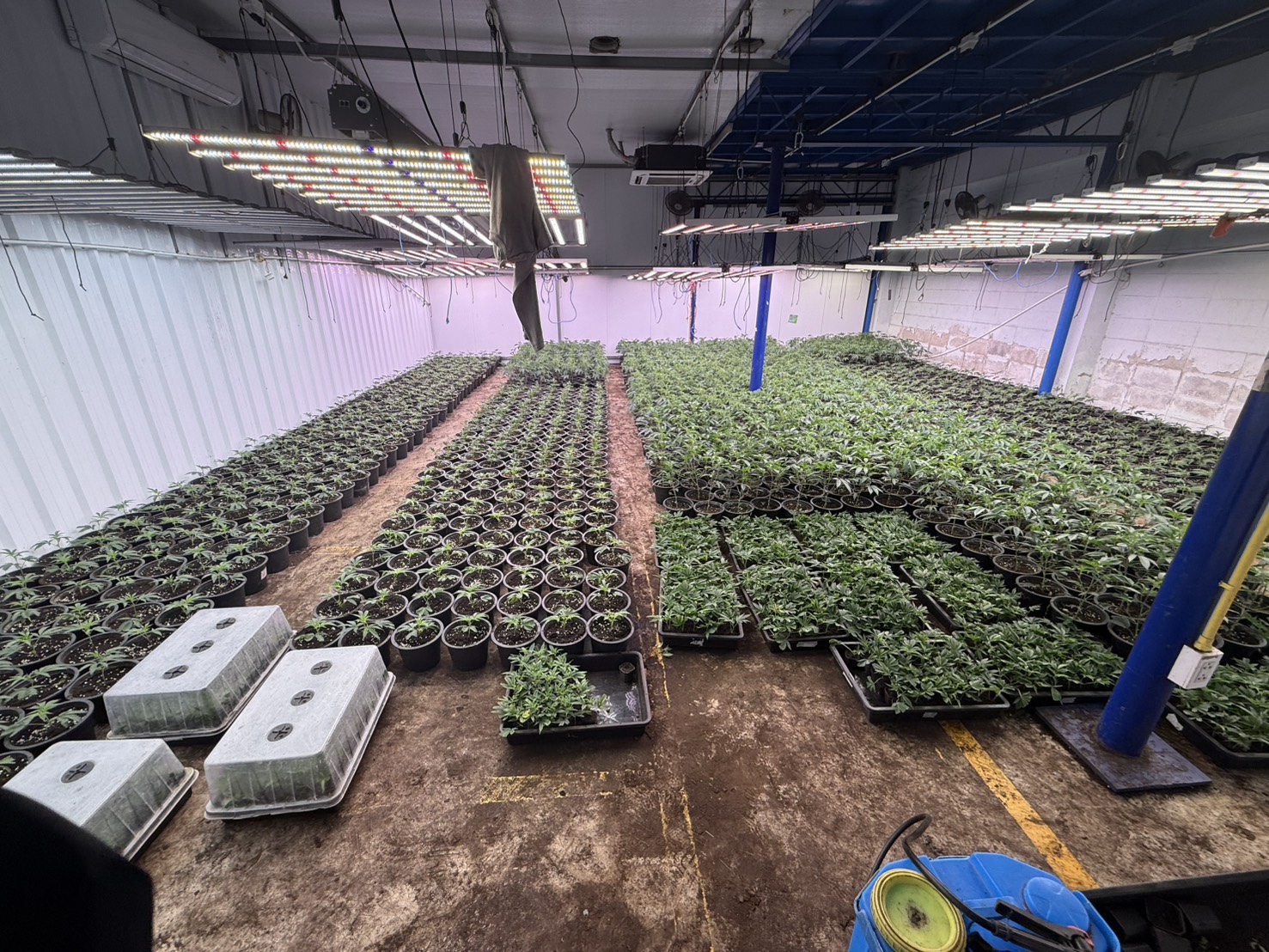 "Mùi quá nồng nặc": Trang trại 1.600 cây cần sa bí mật giữa Bangkok bị triệt phá, 3 người Việt "sa lưới" cannabis viet3 1766040233048 17660402333451909459229