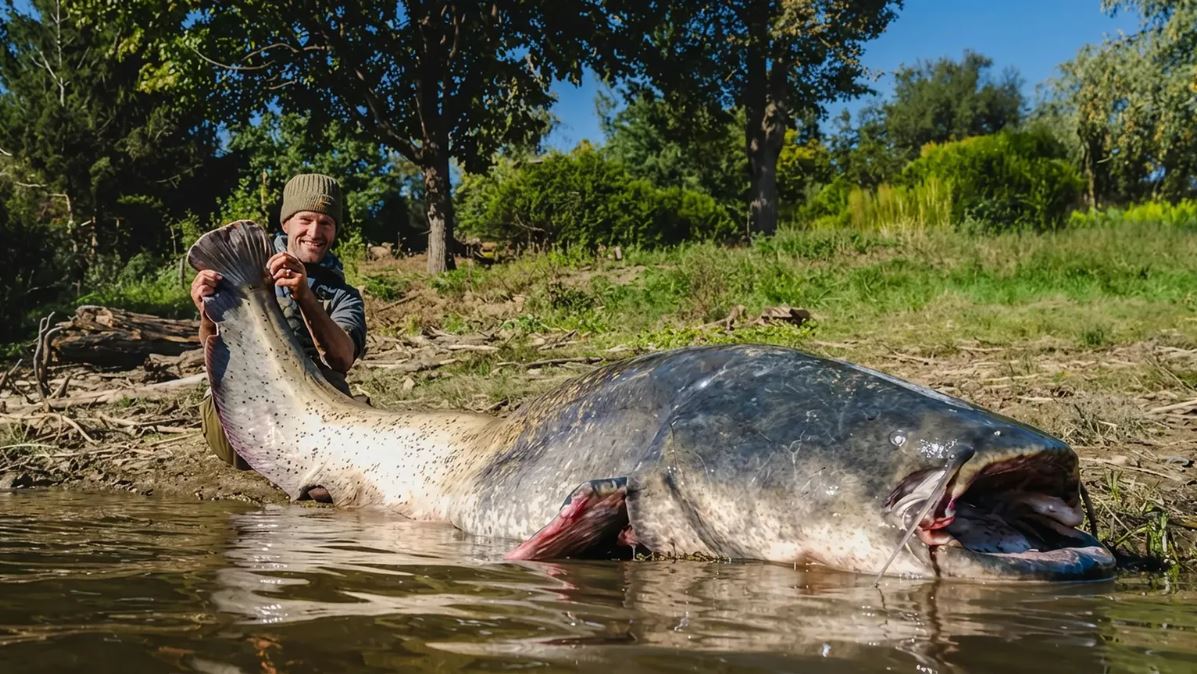 Cần thủ câu được con cá trê khổng lồ dài 2,64 mét trong hồ- Ảnh 1.