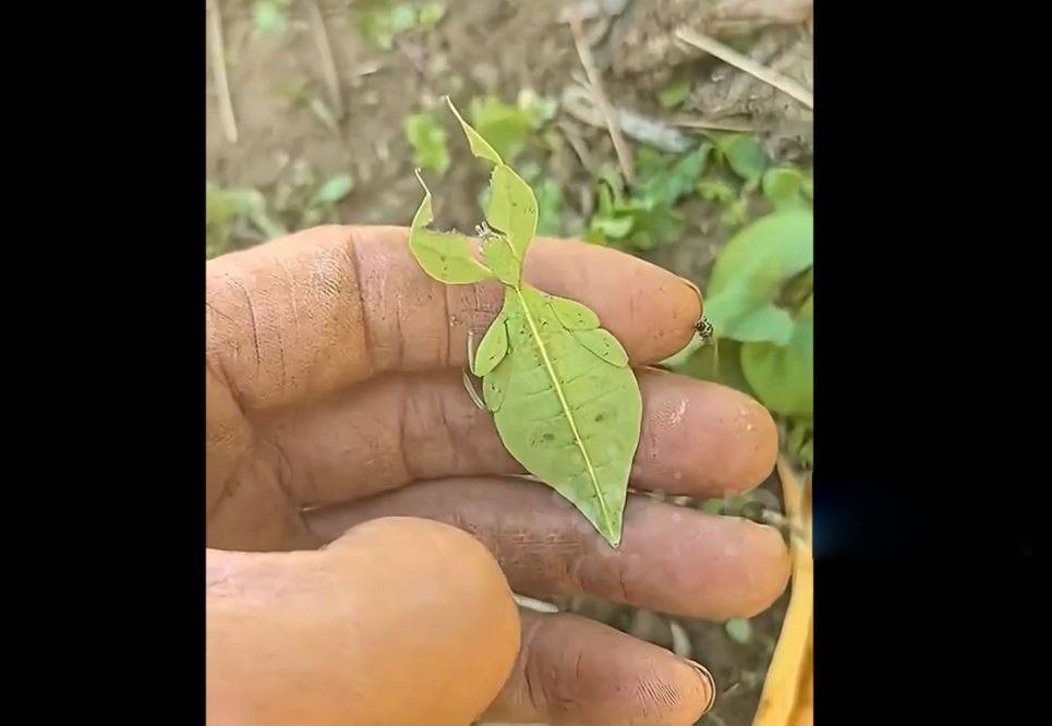 Người đàn ông sốc nặng khi phát hiện ra chiếc lá