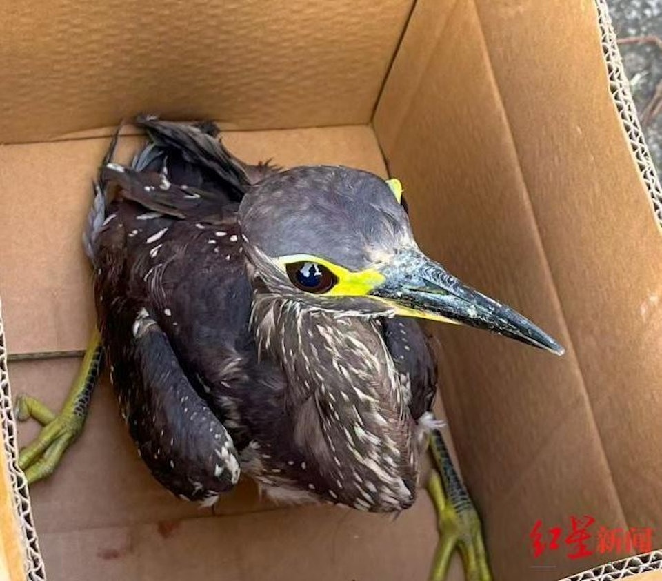 Đi câu cá, người đàn ông bắt được con chim