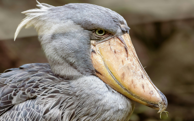 Tạo hóa chắc hẳn đã