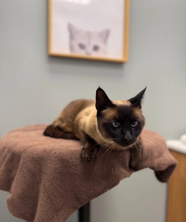 Xem camera, người phụ nữ sốc nặng khi thấy hành động của shipper- Ảnh 2.