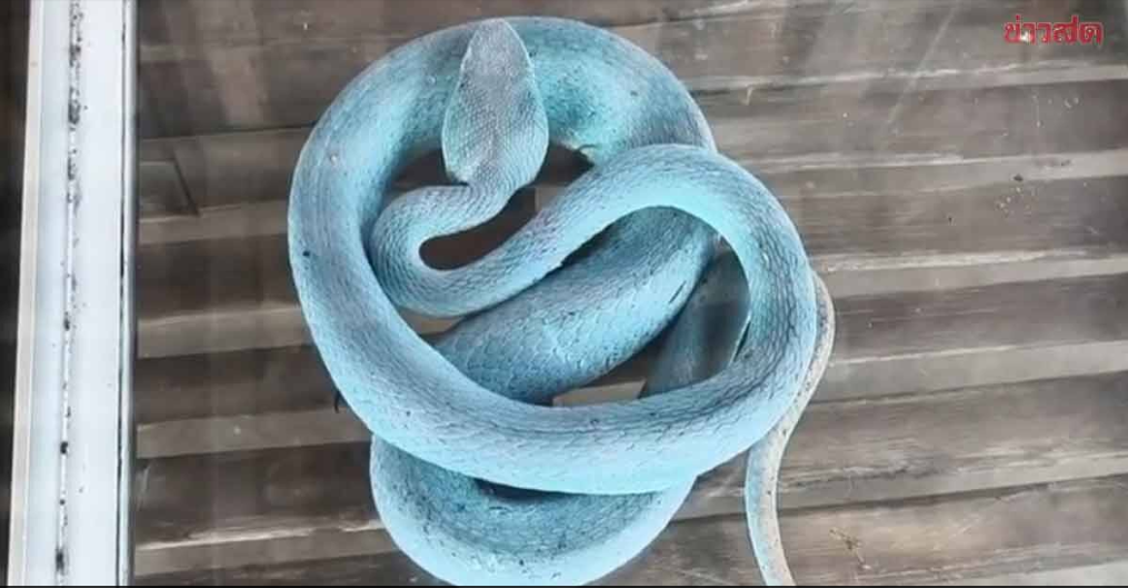 Người phụ nữ Thái Lan bắt rắn xanh lam Người phụ nữ bắt rắn xanh lam