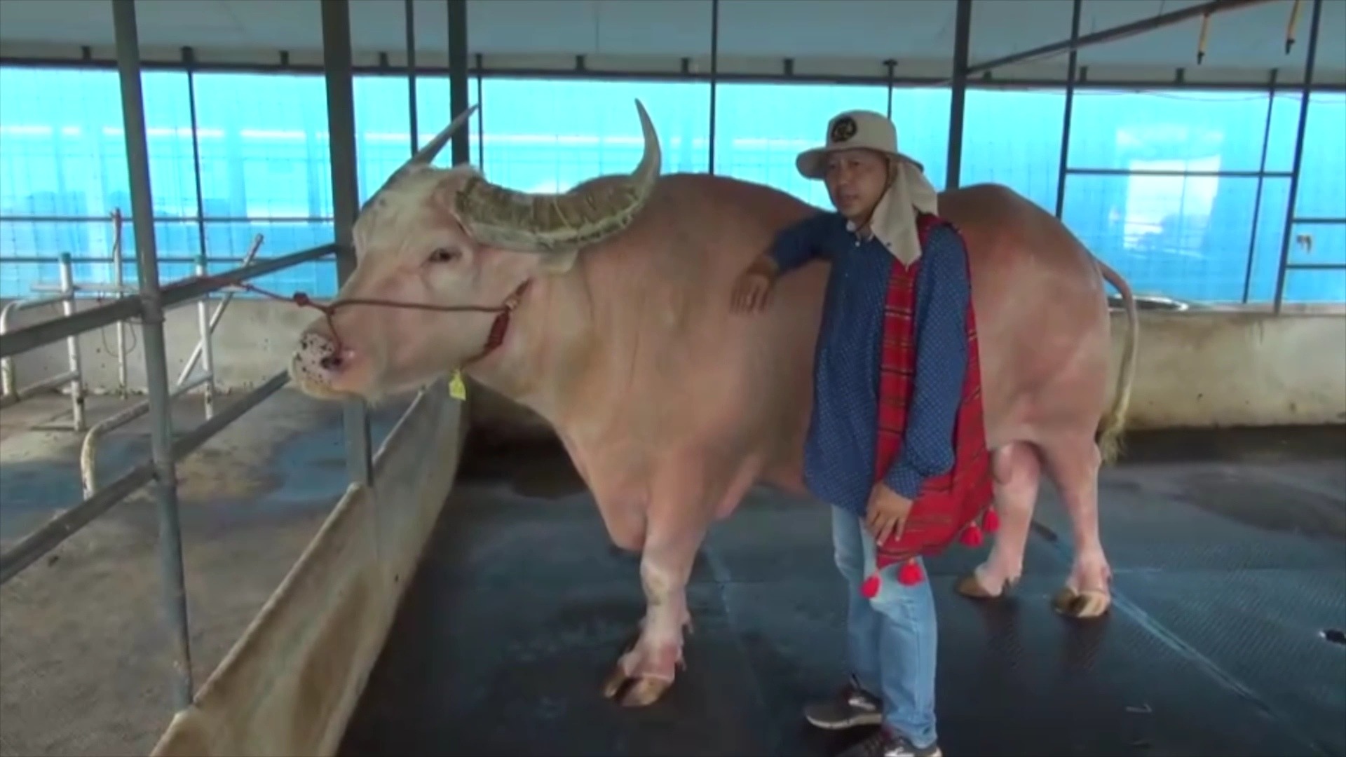 Con trâu bạch tạng khổng lồ có giá 53 tỷ đồng- Ảnh 1.