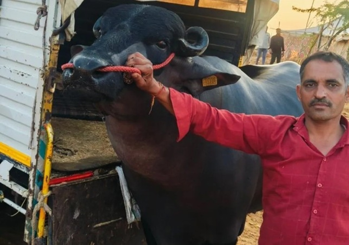 Con trâu màu đen sì có giá 60 tỷ đồng, chủ vẫn