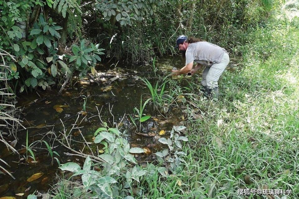 Bí ẩn về loài cá đã biến mất 21 năm nhưng lại được tìm thấy trong ao nước hôi thối sâu 40cm, tất cả là nhờ con người bỏ mặc?- Ảnh 1.