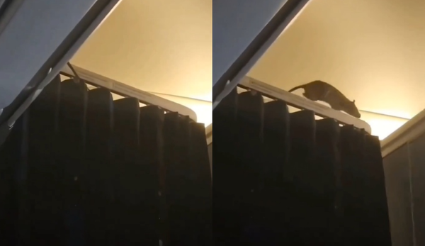 Chuột chạy loạn trong khoang máy bay, hơn 250 hành khách hoảng loạn mắc kẹt- Ảnh 1.