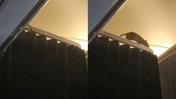 Chuột chạy loạn trong khoang máy bay, hơn 250 hành khách hoảng loạn mắc kẹt 28 Chuột chạy loạn trong khoang máy bay, hơn 250 hành khách hoảng loạn mắc kẹt d8538695 1765877629154 1765877629848622298986