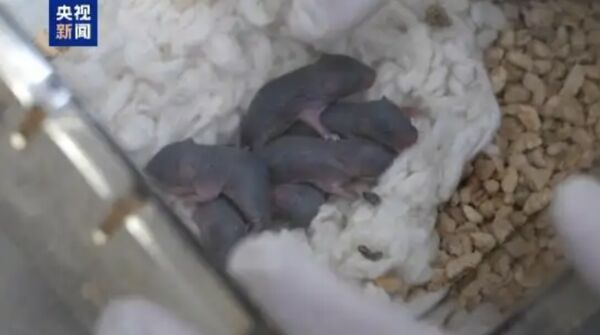 Chú chuột vũ trụ vừa sinh ra 9 chú chuột con- Ảnh 2.