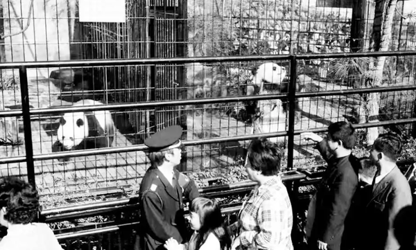 Buồn của Nhật Bản: 100.000 người đăng ký đến chia tay cặp gấu trúc song sinh về Trung Quốc, đánh dấu ngày không còn con gấu trúc nào trên lãnh thổ- Ảnh 6.