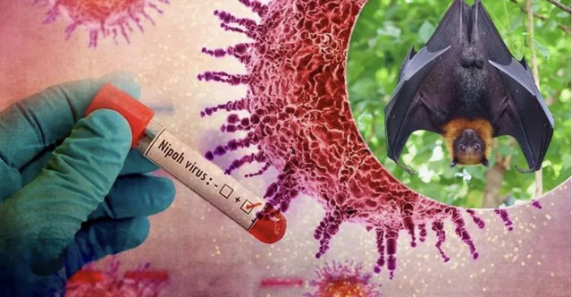 Cảnh báo: Tìm thấy loài dơi mang virus Nipah nhiều nhất ở nơi này - Có người chủ quan thường tới, ngủ lại- Ảnh 1.
