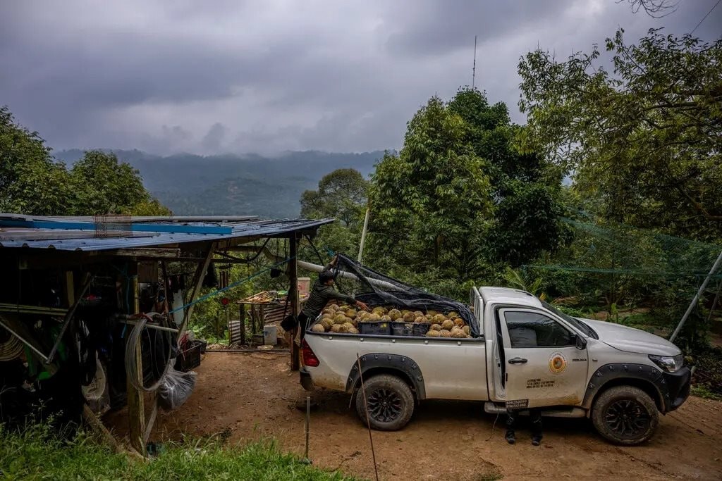 Đua nhau trồng ‘sản vật trời ban’, nông dân nước Đông Nam Á nay lao đao vì Trung Quốc giảm mua, giá rớt thê thảm, Thái Lan có thể là 'nạn nhân' kế tiếp- Ảnh 1.