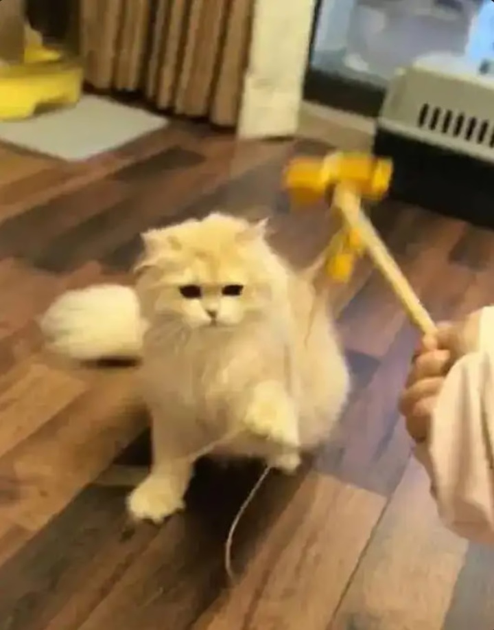 Chàng trai kiếm được 600 triệu đồng dịp Tết nhờ dịch vụ cho mèo ăn- Ảnh 2. Chàng trai kiếm được 600 triệu đồng dịp Tết nhờ dịch vụ cho mèo ăn- Ảnh 2.