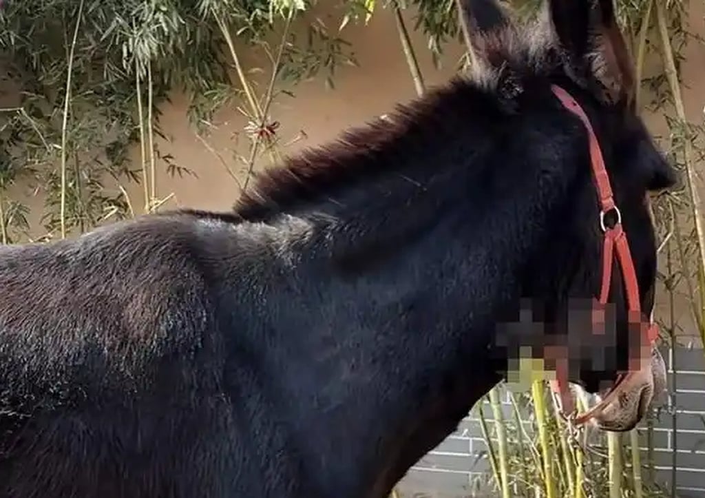 Ngôi làng cổ 600 năm tuổi tại Trung Quốc đổi đời nhờ đóng phim: Cả người và vật nuôi đều thành diễn viên- Ảnh 3.