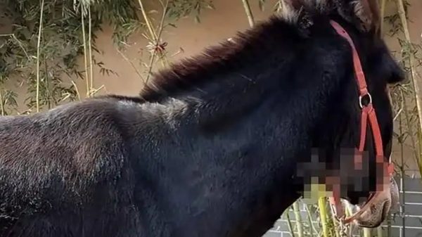 Ngôi làng cổ 600 năm tuổi tại Trung Quốc đổi đời nhờ đóng phim: Cả người và vật nuôi đều thành diễn viên ec799a63 4b03 4750 8561 2ee93b9208394a46892a 17706090289611972124575 1770611160962 17706111614951589324879 1770948143086 17709481432781654530953