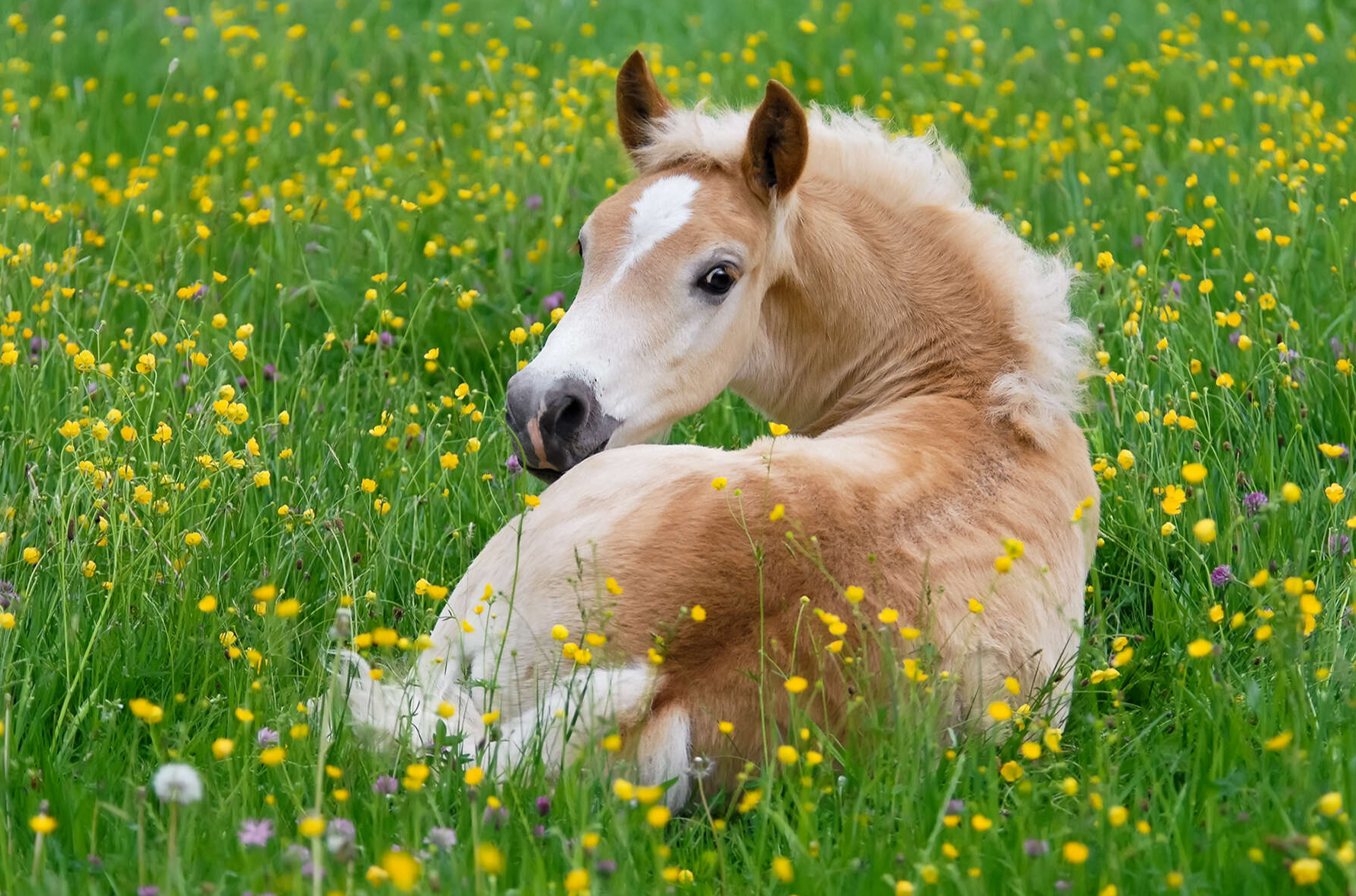 Chuyện không ai biết về con ngựa- Ảnh 1.