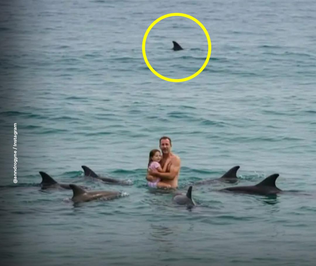 Bức ảnh sốc trên biển: Đàn cá heo vây quanh 2 cha con, khung cảnh thót tim nhưng sự thật là...- Ảnh 1.