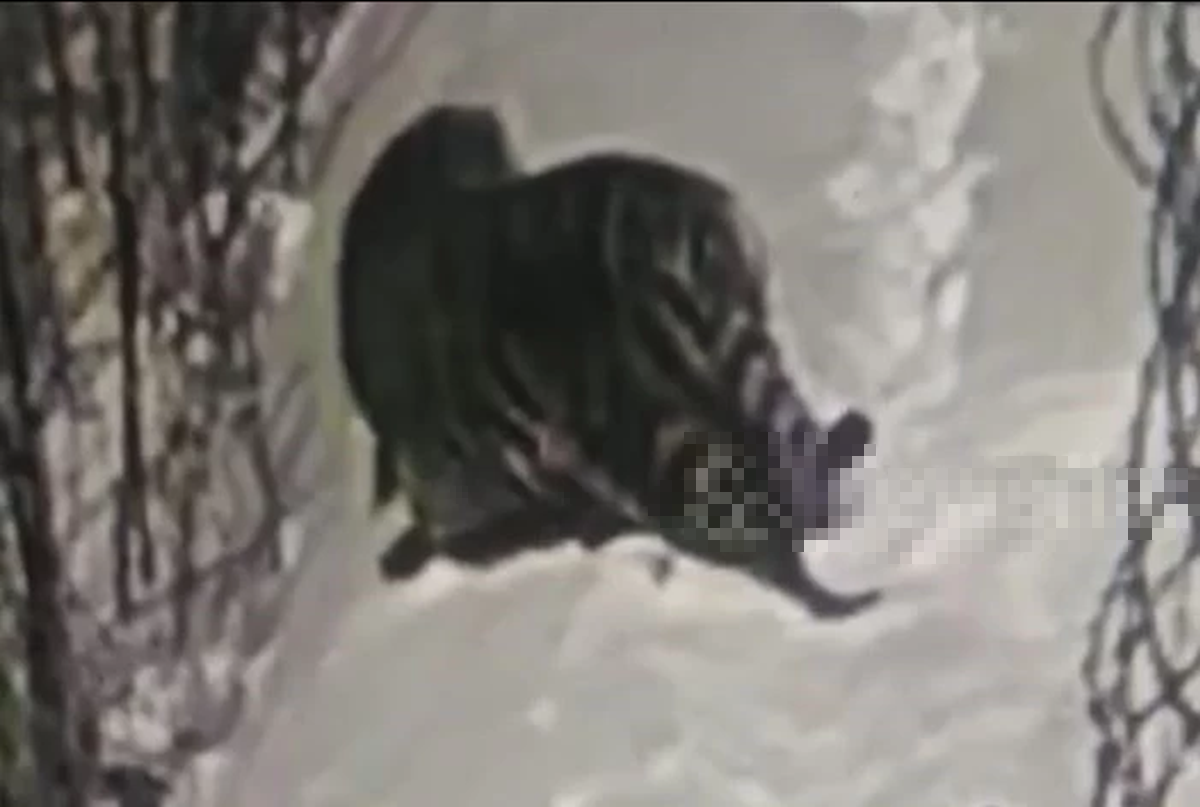 Nhìn ra ngoài cửa sổ, người dân chứng kiến cảnh tượng “nổi da gà”- Ảnh 1.