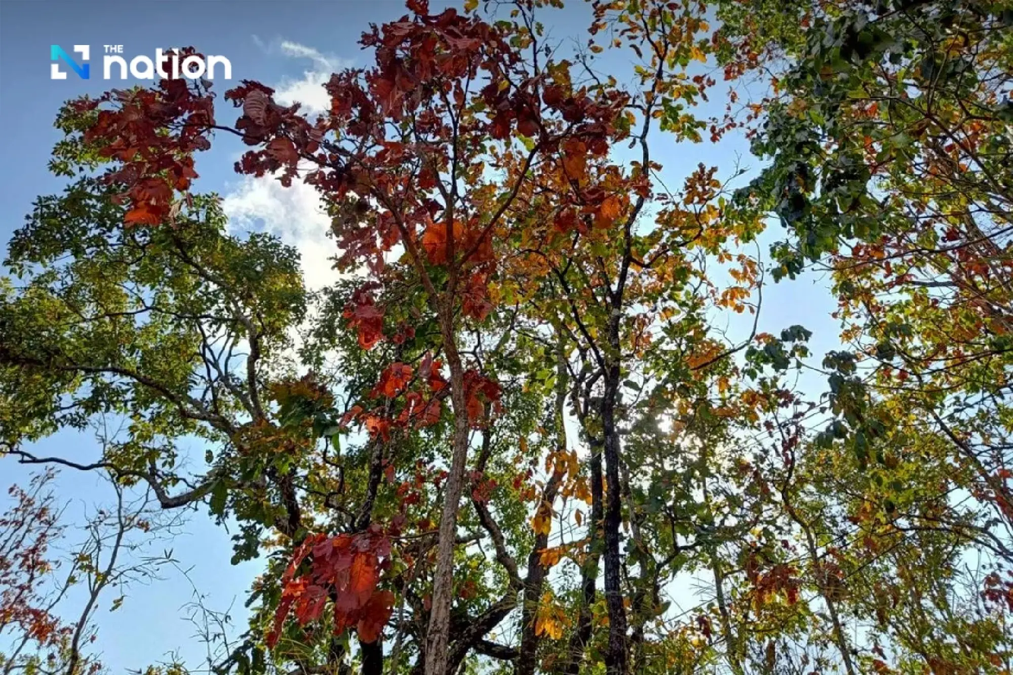 Hiện tượng “rừng đổi màu” kỳ ảo tại Thái Lan- Ảnh 4. Hiện tượng “rừng đổi màu” kỳ ảo tại Thái Lan- Ảnh 4.