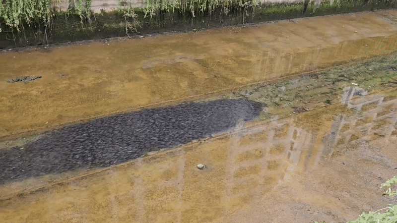 Đi qua một rãnh nước, người dân ghi lại được cảnh tượng Đi qua một rãnh nước, người dân ghi lại được cảnh tượng