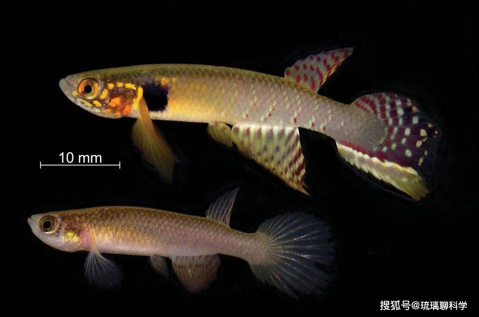 Bí ẩn về loài cá đã biến mất 21 năm nhưng lại được tìm thấy trong ao nước hôi thối sâu 40cm, tất cả là nhờ con người bỏ mặc?- Ảnh 2.