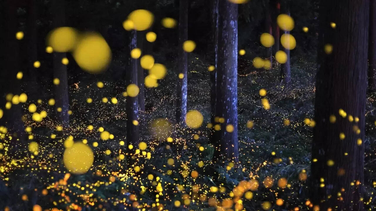 Chúng ta có thể là thế hệ cuối cùng được nhìn thấy đom đóm- Ảnh 2.