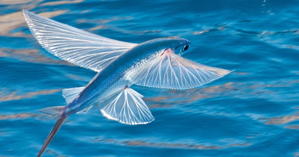 Loài cá biết bay flying fish feature 17706147044431830809105 1770619115665 1770619115831528964604 63 0 1001 1500 crop 17706191324151409192614jpg