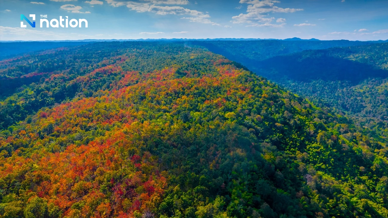 Hiện tượng “rừng đổi màu” kỳ ảo tại Thái Lan- Ảnh 3. Hiện tượng “rừng đổi màu” kỳ ảo tại Thái Lan- Ảnh 3.