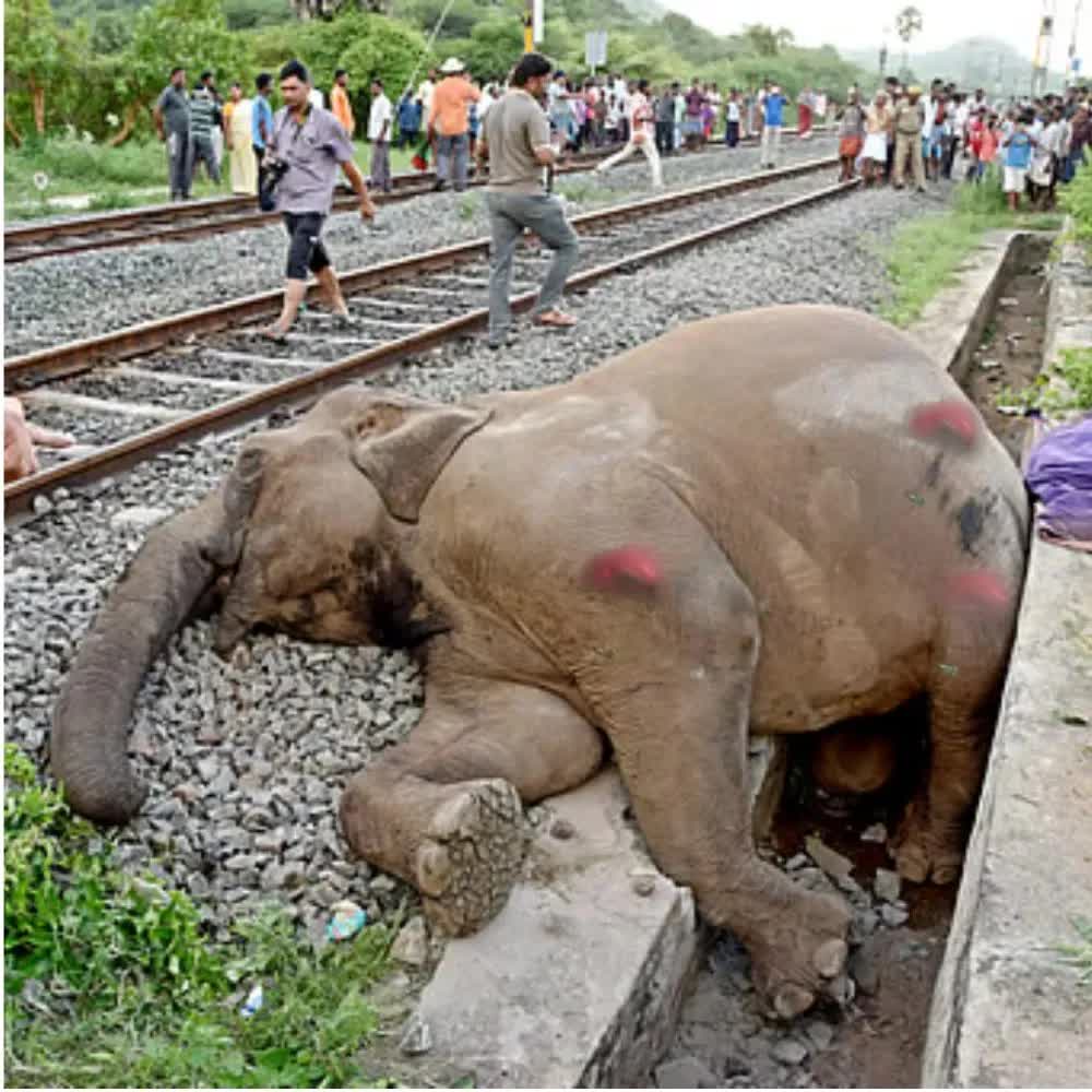 Đoàn tàu tại Ấn Độ đâm vào đàn voi khiến 7 con chết tại chỗ- Ảnh 2.