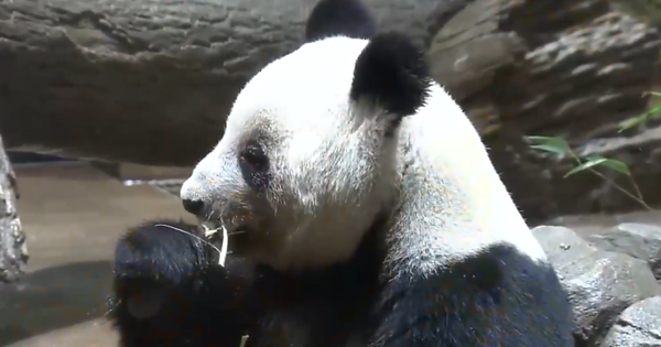 Cơn sốt chia tay gấu trúc ở vườn thú Nhật Bản gau 13398888256709946460025 1766826346502 1766826351797125576184 0 166 749 1364 crop 1766826379236982039412png