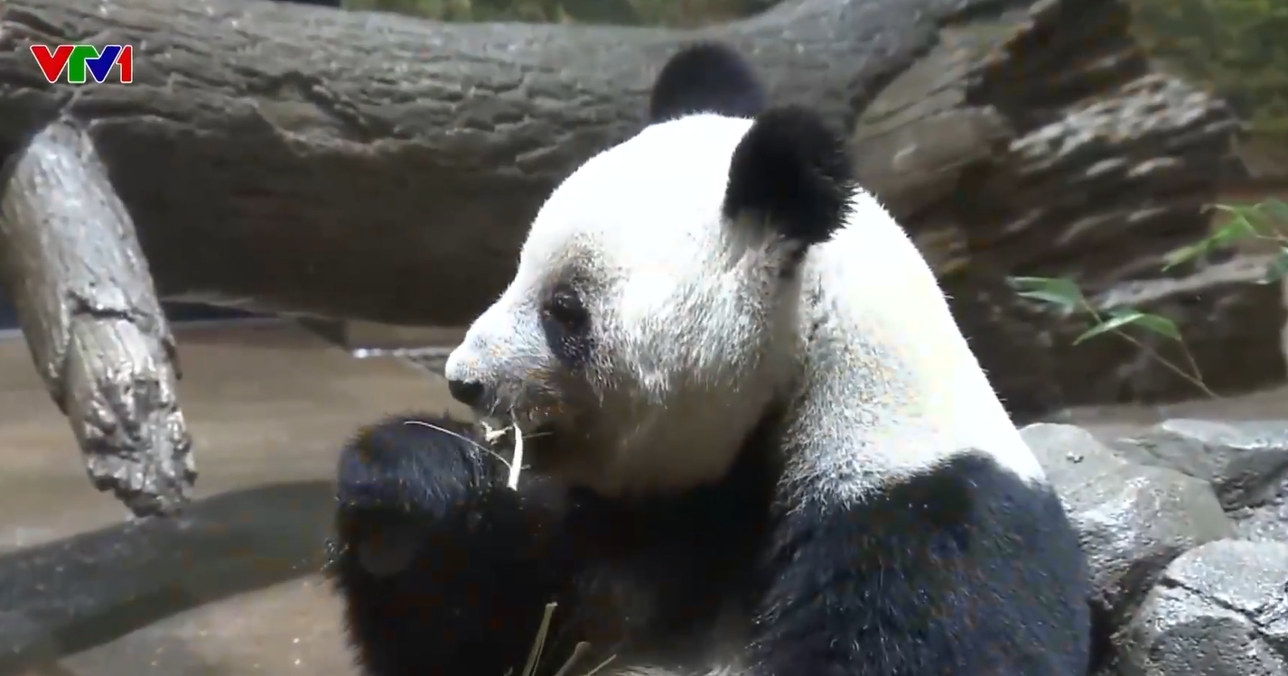 Cơn sốt chia tay gấu trúc ở vườn thú Nhật Bản- Ảnh 1.