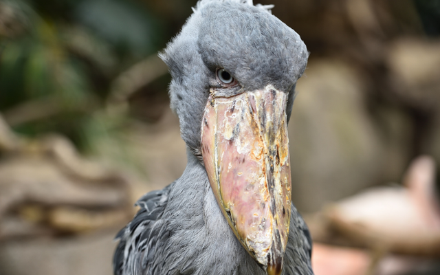 Tạo hóa chắc hẳn đã