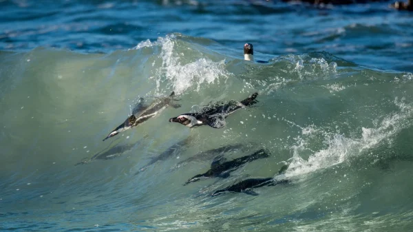 Loài chim cánh cụt duy nhất ở châu Phi đứng trước nguy cơ tuyệt chủng gettyimages 500833724 92364607869111726094299 1770203101668 177020310242541512296