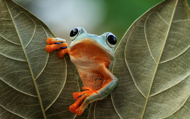 Tạo hóa chắc hẳn đã