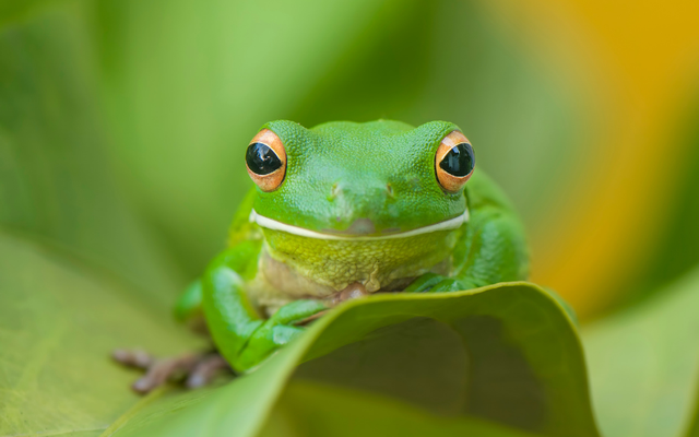 Tạo hóa chắc hẳn đã