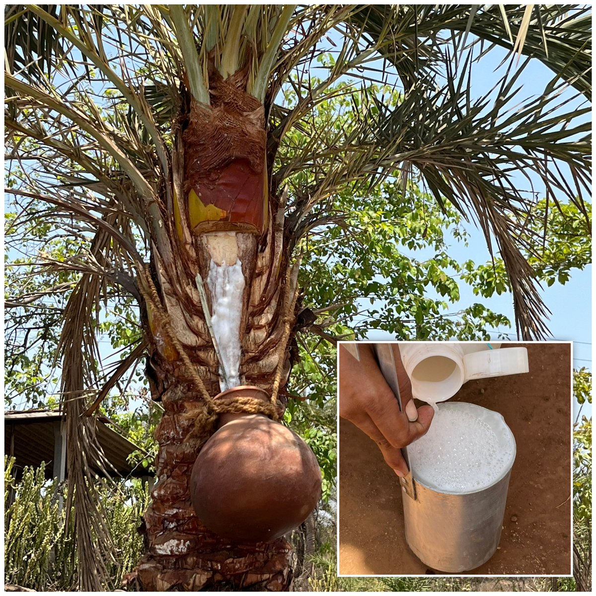 Một thức uống phổ biến trong đám cưới bị nghi là nguồn lây virus Nipah trong ca nhiễm đầu tiên tại Ấn Độ- Ảnh 1.