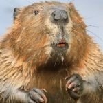 Con người thua hải ly về mức độ chung thủy hai ly 1765425293713 17654252940611785075499 54 0 679 1000 crop 1765425310424501833787jpg