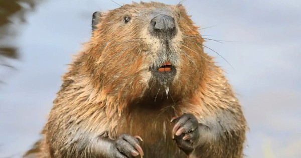 Con người thua hải ly về mức độ chung thủy hai ly 1765425293713 17654252940611785075499 54 0 679 1000 crop 1765425310424501833787jpg