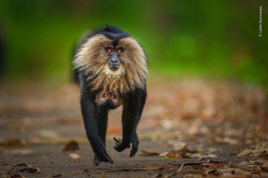 Hình ảnh gấu Bắc Cực ngủ trên bùn khiến thế giới giật mình- Ảnh 2.