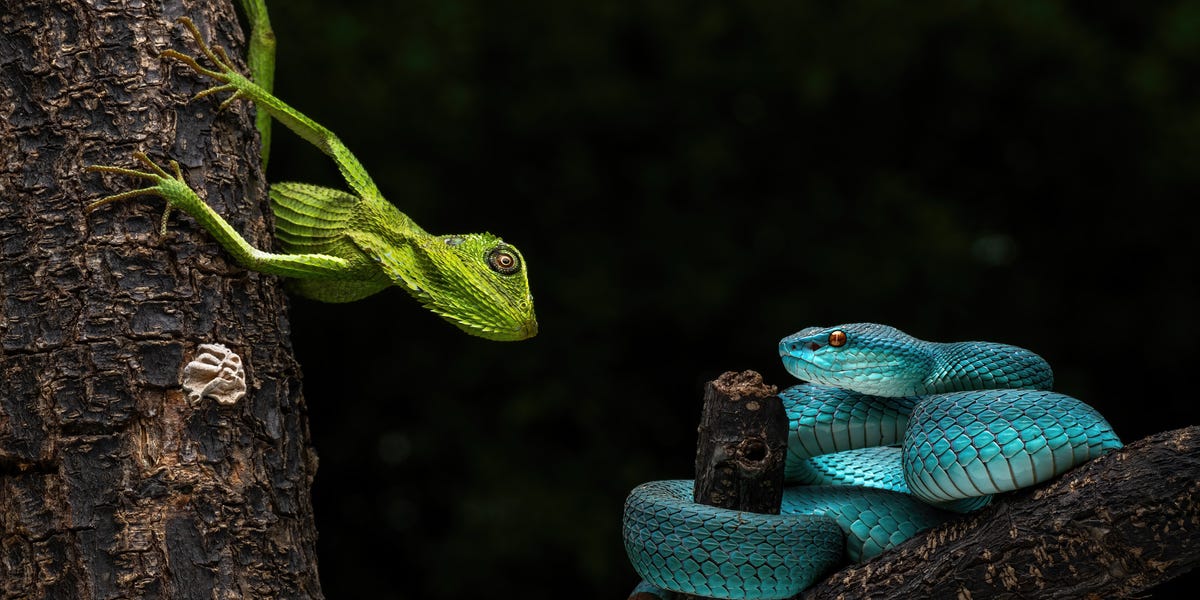 Đừng vội tin vào mắt mình, hàng ngàn loài động vật đang đội lốt nhau để che giấu thân phận thật sự- Ảnh 2.