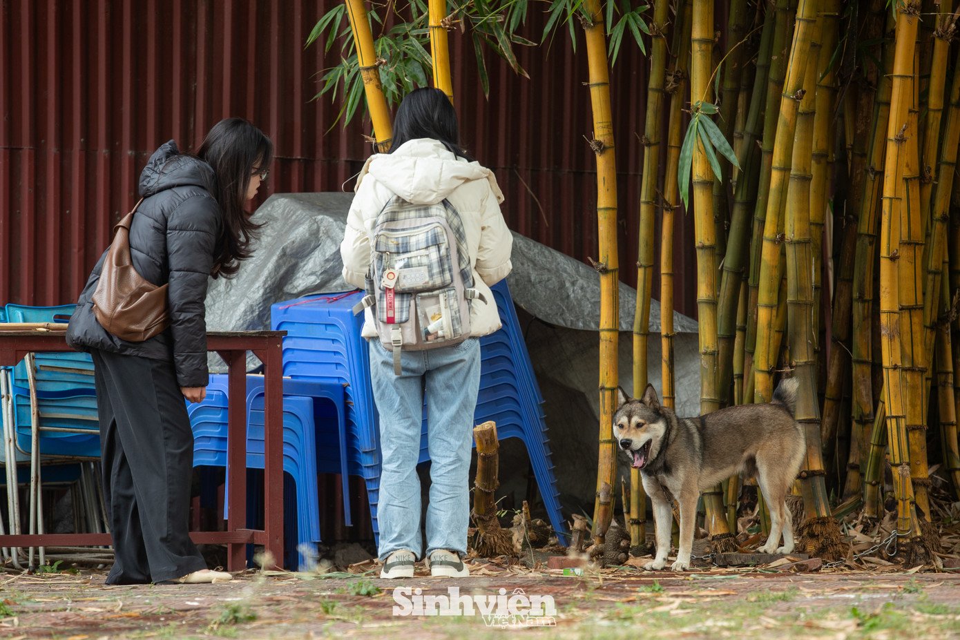 Sự thật về ‘đảo mèo’ nằm giữa hồ Bảy Mẫu, công viên Thống Nhất - 23