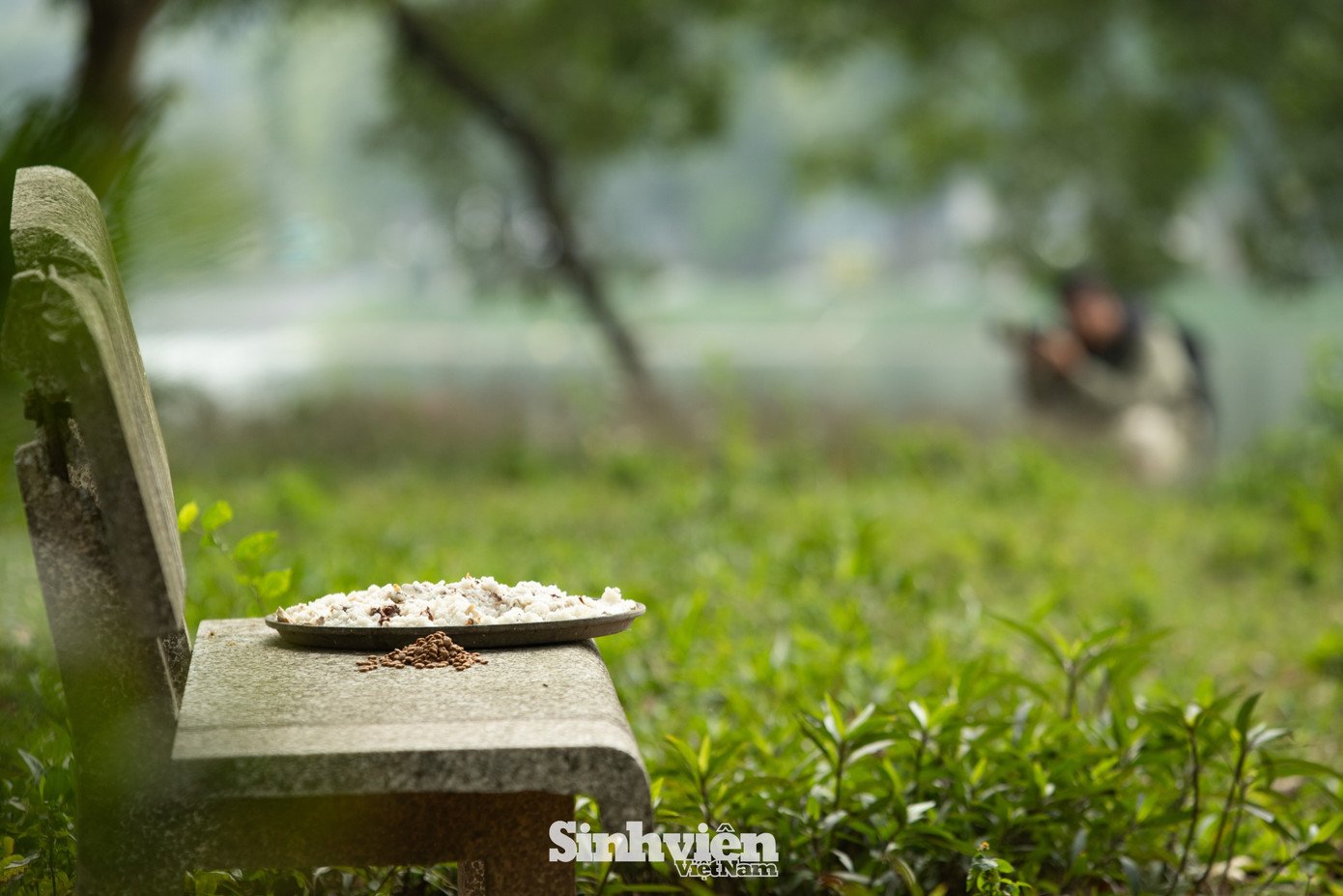 Sự thật về ‘đảo mèo’ nằm giữa hồ Bảy Mẫu, công viên Thống Nhất - 27