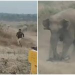 Khoảnh khắc rùng rợn: Người đàn ông bị đàn voi hoang dã giẫm chết khi mải tiến tới chụp ảnh selfie image 1765950147833 1766044493657 17660444941471992398236