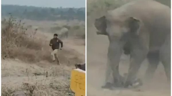 Khoảnh khắc rùng rợn: Người đàn ông bị đàn voi hoang dã giẫm chết khi mải tiến tới chụp ảnh selfie image 1765950147833 1766044493657 17660444941471992398236
