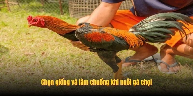 Chọn giống và làm chuồng khi nuôi gà chọi