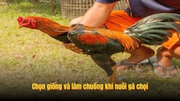 Cách Nuôi Gà Chọi C1 Ra Đòn Mạnh - Bí Kíp Bất Bại Abcvip image 20260227183347 1