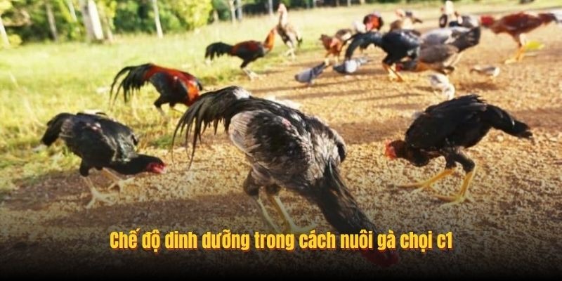 Chế độ dinh dưỡng trong cách nuôi gà chọi c1