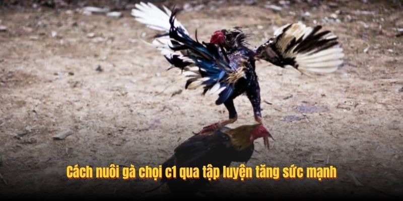 Cách nuôi gà chọi c1 qua tập luyện tăng sức mạnh