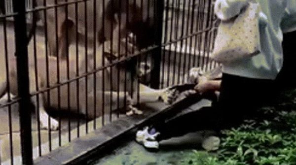 Bé gái 10 tuổi bị sư tử vồ khi cho ăn trong vườn thú image dai dien gifbebitancong 1772509487 834 width740height495 gif2mp4 auto cropjpg