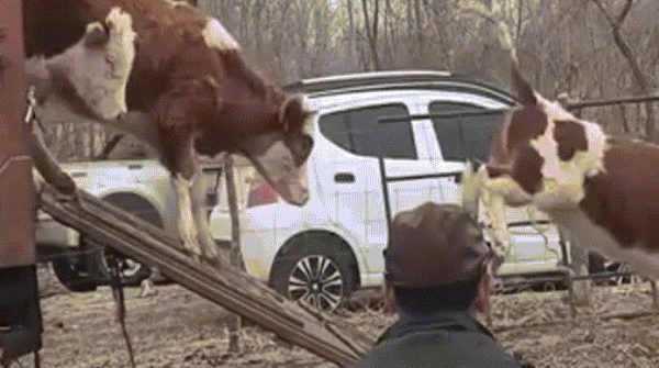 Đại gia đình chở xe tải bò, cừu làm của hồi môn cho con gái image dai dien gifohimon 1772606561 576 width740height495 gif2mp4 auto cropjpg